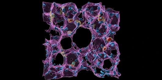 Lung health and immunity by Lin Yang HI_Website-News-images_BSIC2023_Winner_Main-Image
