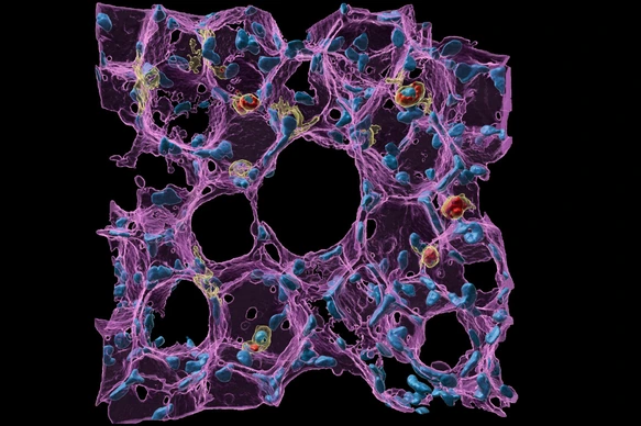 Lung health and immunity by Lin Yang HI_Website-News-images_BSIC2023_Winner_Main-Image