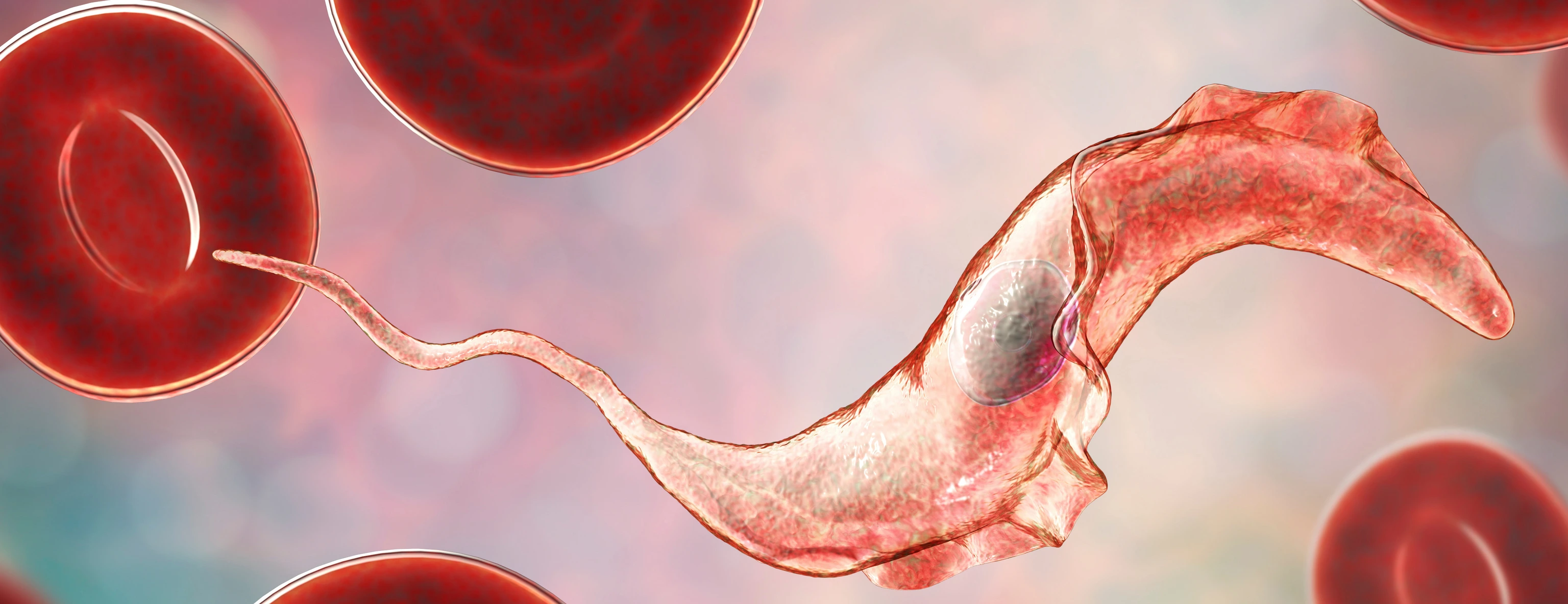 Trypanosoma cruzi parasite