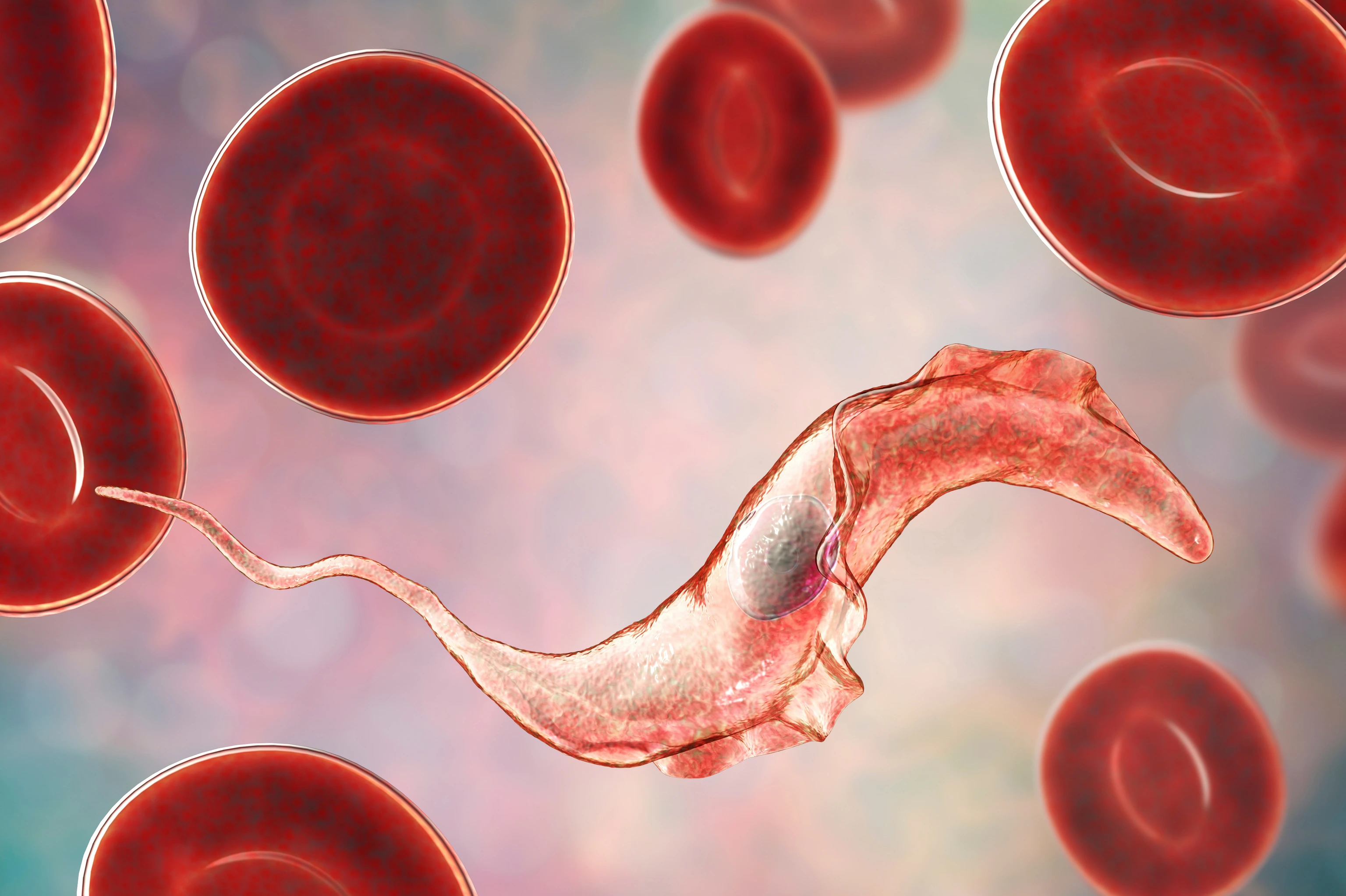 Trypanosoma cruzi parasite