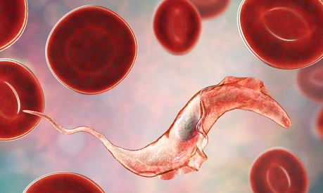Trypanosoma cruzi parasite