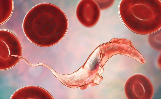 Trypanosoma cruzi parasite