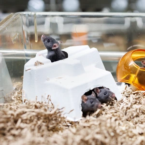 Playing rats