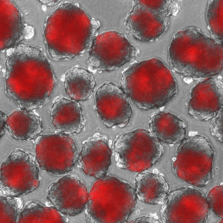 IDR_stem cell group_Ingo Burtscher