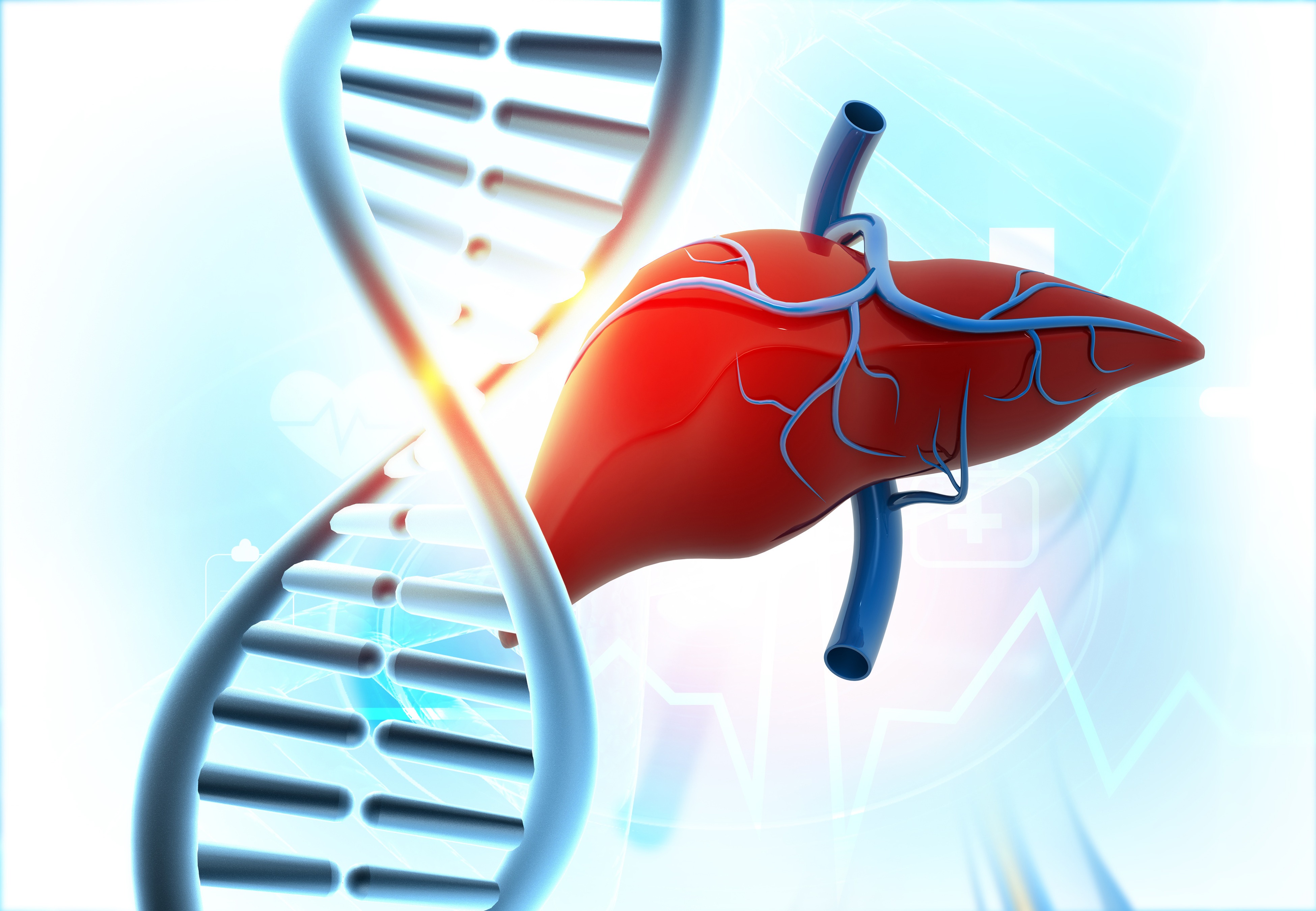 Human liver anatomy on DNA background