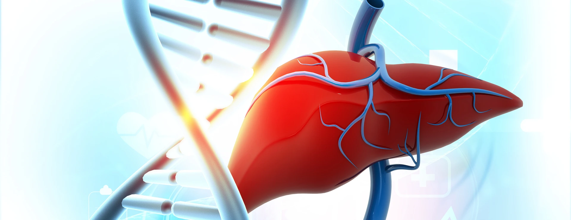 Human liver anatomy on DNA background