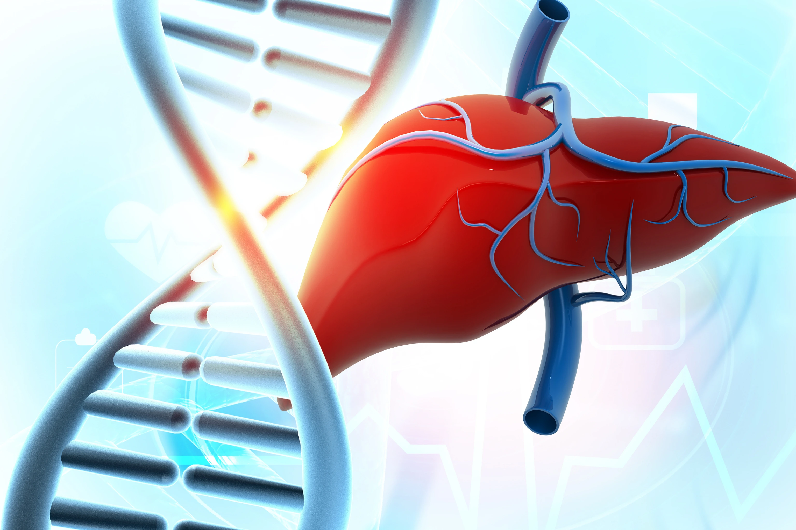 Human liver anatomy on DNA background