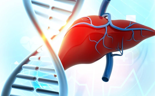 Human liver anatomy on DNA background