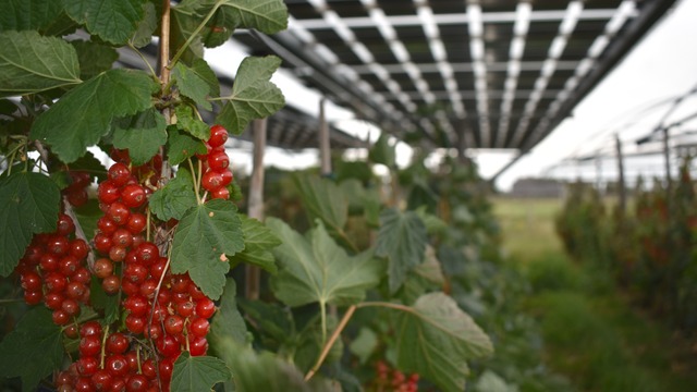 Completion of first Agri-PV project for redcurrants