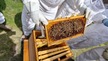 Bee hives