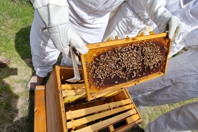 Local Beekeeping 