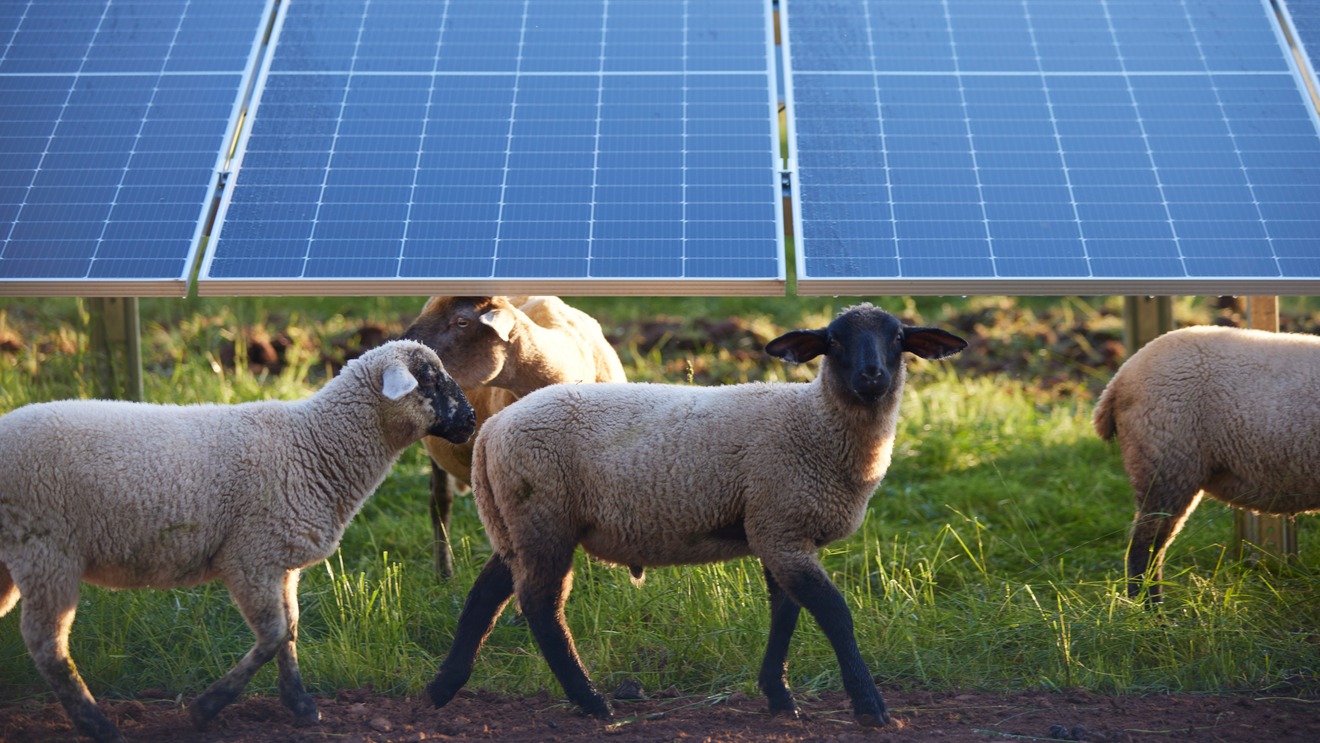Agri PV